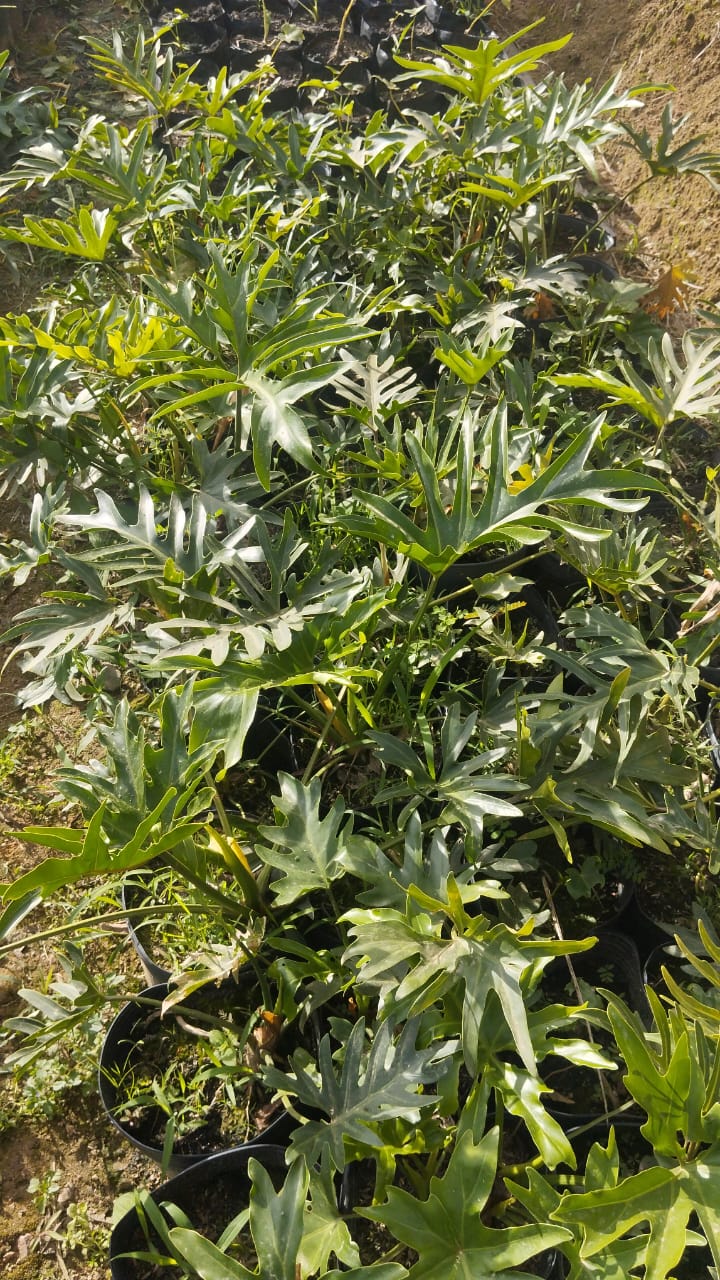 Plantas FAMIGU